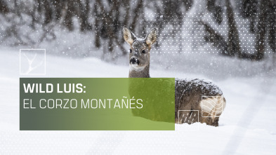 Wild Luis: El Corzo montañés