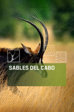 Sables del Cabo