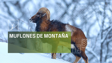 Muflones de montaña