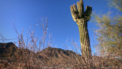 Desastre climático: Olas de calor