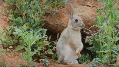 Imagen de A fondo: La paradoja del conejo - 2