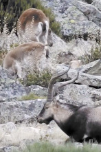 Imagen de Wild hunting (T2): Gredos ejemplo de gestión - 1