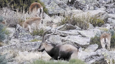 Imagen de Wild hunting (T2): Gredos ejemplo de gestión - 2
