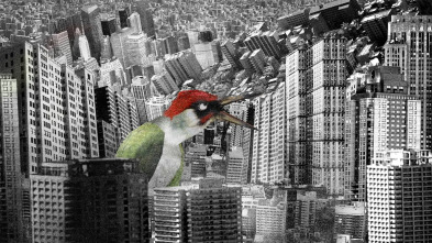 Imagen de Picus - 3