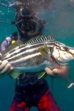 Imagen de Pesca submarina en los...: Arún de aleta azul - 1