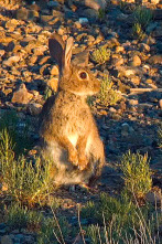 Imagen de Especies (T3): Conejo europeo - 1