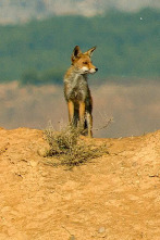 Imagen de Especies (T3): Zorro - 1