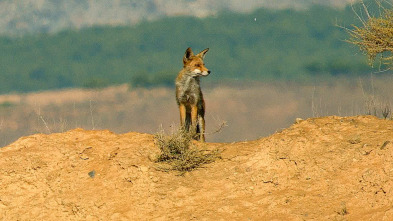 Imagen de Especies (T3): Zorro - 2