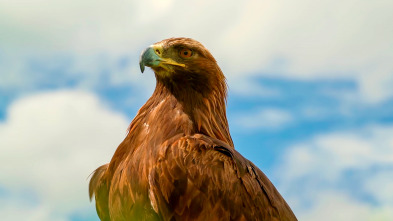 Imagen de Especies (T3): Águila real - 2