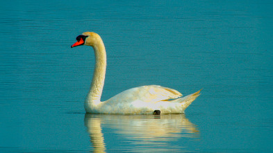 Imagen de Especies (T3): Cisne vulgar - 2