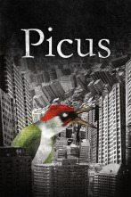 Imagen de Picus - 1