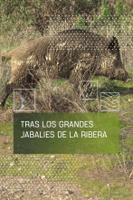 Imagen de Tras los grandes jabalíes de La Ribera - 1