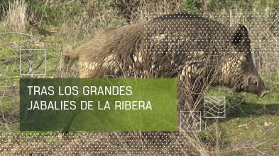 Imagen de Tras los grandes jabalíes de La Ribera - 2