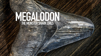 Imagen de La leyenda del Megalodón - 2