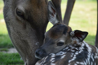 Imagen de Bambi, una vida en el bosque - 3