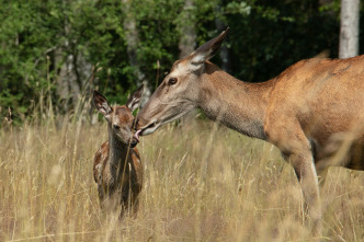 Imagen de Bambi, una vida en el bosque - 4