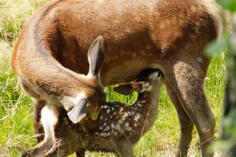 Imagen de Bambi, una vida en el bosque - 5