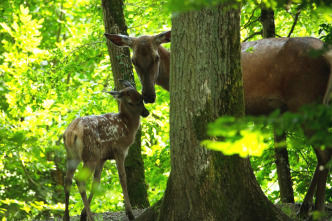 Imagen de Bambi, una vida en el bosque - 6