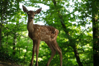 Imagen de Bambi, una vida en el bosque - 7