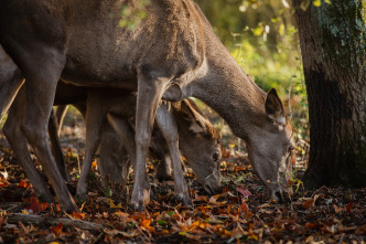 Imagen de Bambi, una vida en el bosque - 10