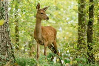 Imagen de Bambi, una vida en el bosque - 12