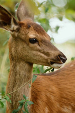 Imagen de Bambi, una vida en el bosque - 13