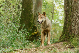 Imagen de Bambi, una vida en el bosque - 14