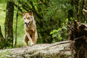 Imagen de Bambi, una vida en el bosque - 15