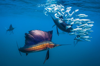 Imagen de The Americas: El Caribe - 2