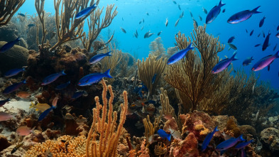 Imagen de The Americas: El Caribe - 3