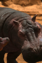 Jane (T3): Hippopotamus amphibius