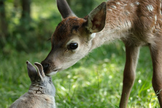 Imagen de Bambi, una vida en el bosque - 16