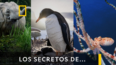 Imagen de Los secretos de los pingüinos  - 7