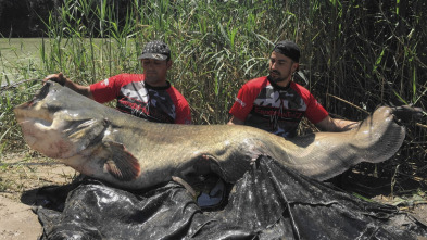 En busca de peces grandes