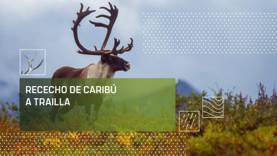 Rececho de caribú a traílla