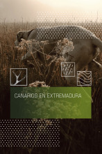 Imagen de Canarios en Extremadura - 1