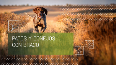 Imagen de Patos y conejos con braco - 2