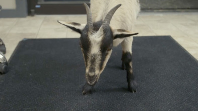 Imagen de Veterinarios de... (T3): Es difícil despedirse de la cabra - 1