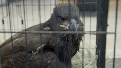 Imagen de Veterinarios de... (T3): El águila ha aterrizado - 1
