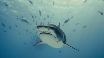 Imagen de Investigación: ataques...: Tiburones tigre en Hawái - 1