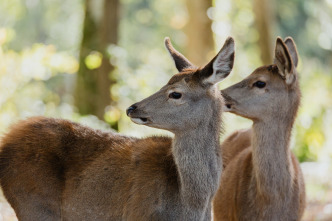 Imagen de Bambi, una vida en el bosque - 8