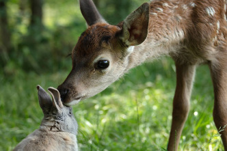 Imagen de Bambi, una vida en el bosque - 14