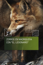 Imagen de Zorros en madriguera con el legionario - 1