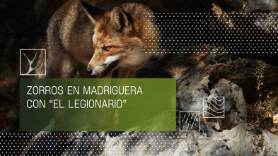 Imagen de Zorros en madriguera con el legionario - 2
