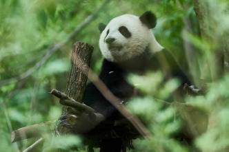 Imagen de Moon, mi amigo panda - 16