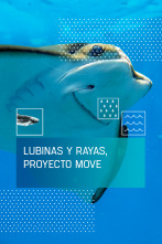 Imagen de Lubinas y rayas, proyecto Move - 1