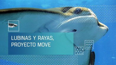 Imagen de Lubinas y rayas, proyecto Move - 2