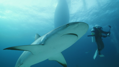 Imagen de Investigación: ataques...: Mordidos en las Bahamas - 1