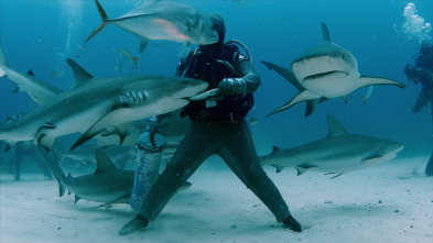Imagen de Cuando los tiburones...: Mordido en Balí - 1