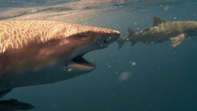 Imagen de Cuando los tiburones...: Verano de ataques de tiburón - 1